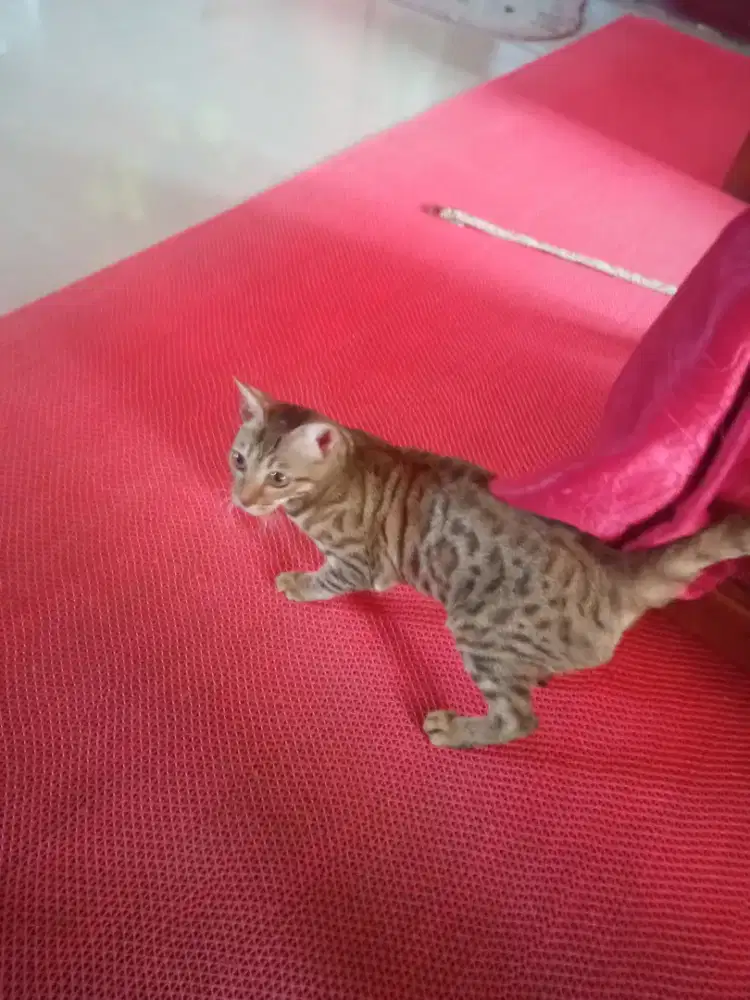 Cat ras betina umur 5 bulan