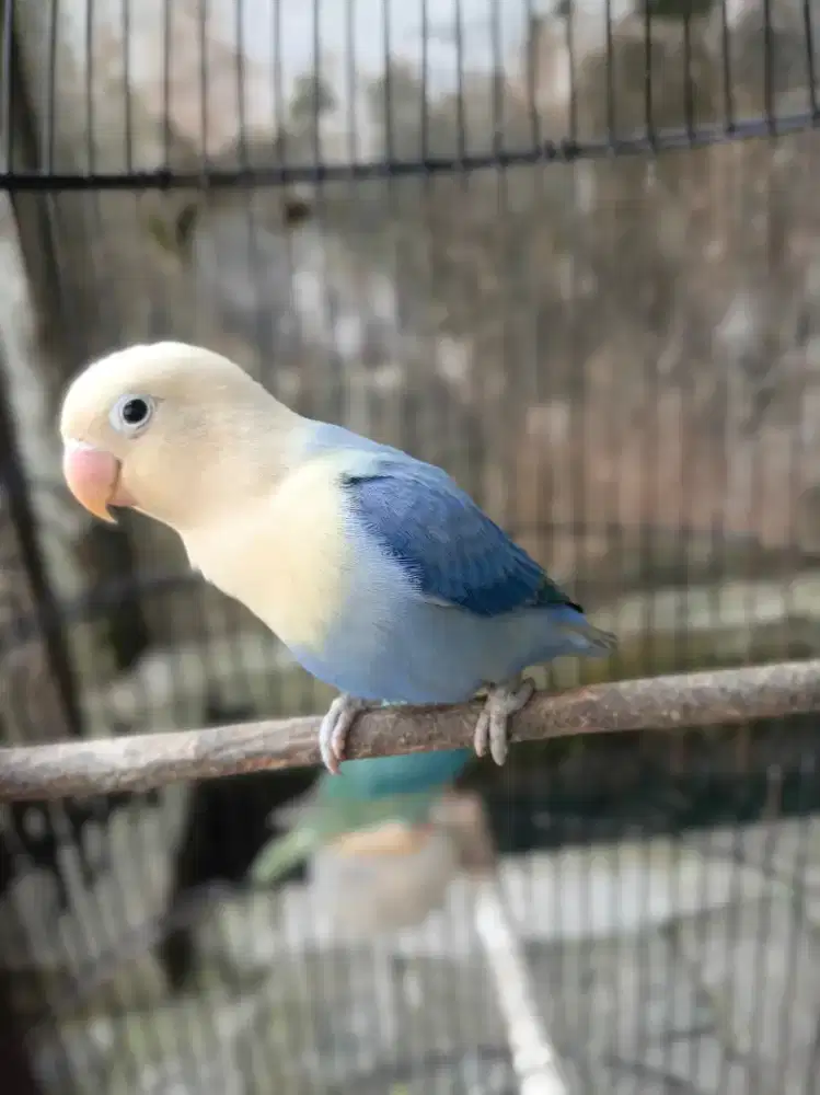 love bird biola aqua blue 2 vio