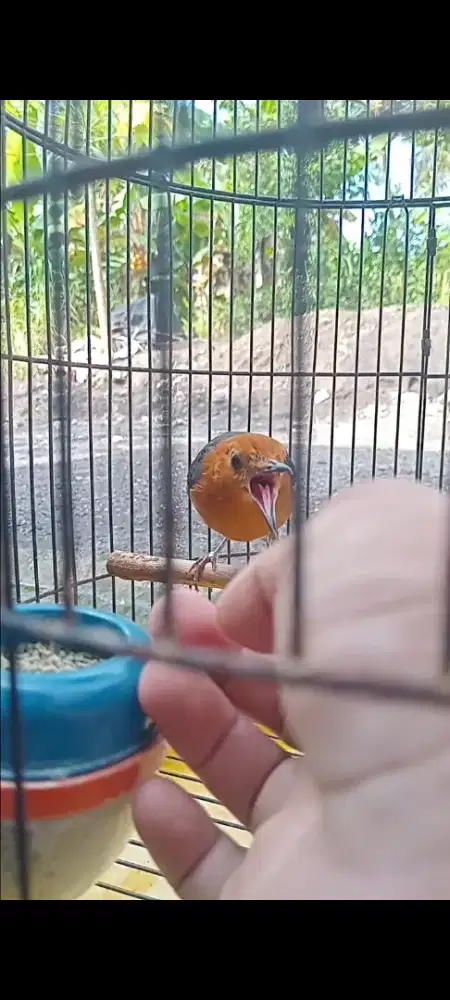 Jual anis merah betina