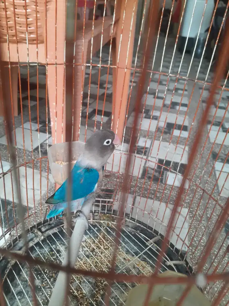 Di jual burung love berd kaki pake ring dada bondal + kandang