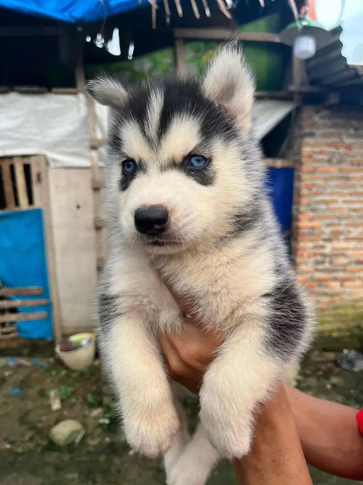 Siberian husky longhair
