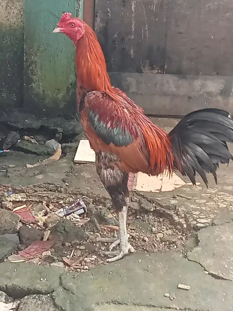 Ayam jago bangkok