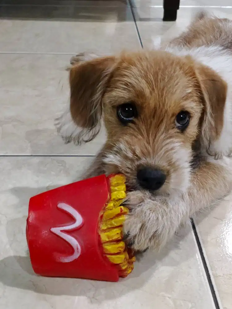 Open Adopt Anjing mix Dachshund Beagle & Weathen Terier