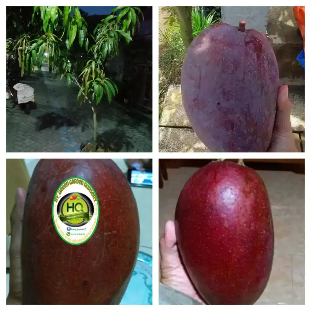 Pohon mangga yuwen serie 6 tinggi 2 mtr up