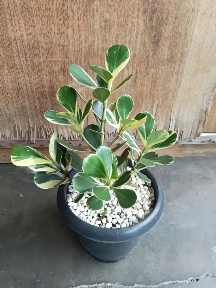 Tanaman hias clusia parigata