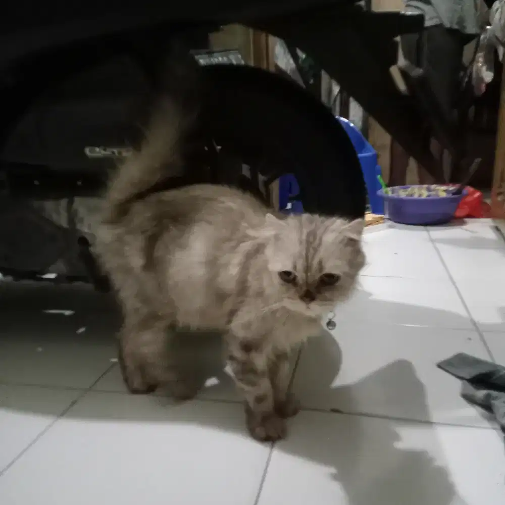 Kucing Scottishrold long hair