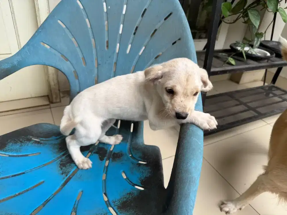 Anjing kampung campuran golden dan jack terrier