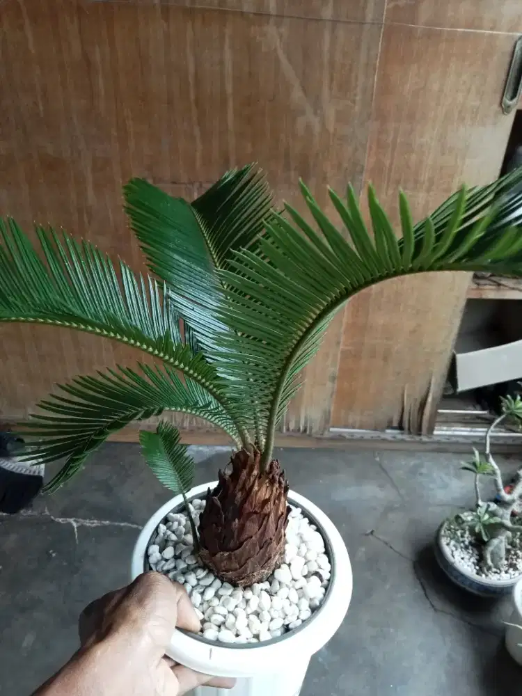 Tanaman sikas atau pakis rit