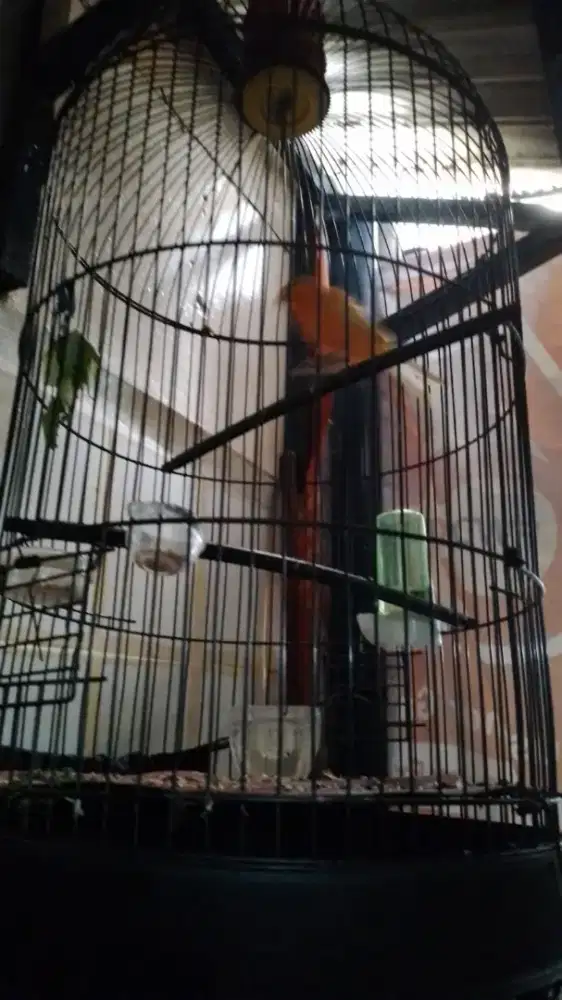 Bismillah jual berkah apa adanya kandang LB