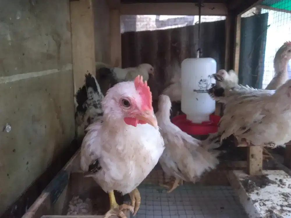 Kate Blacktail Crossing