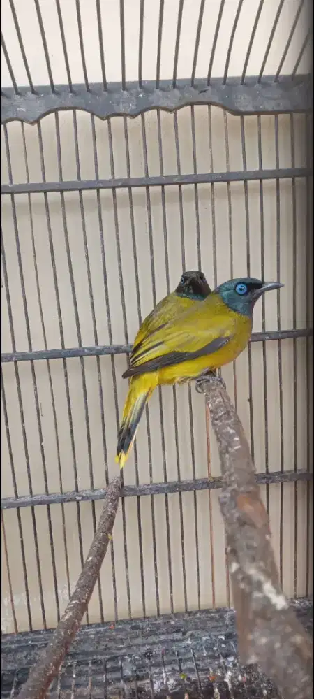 Butung Kutilang sutra