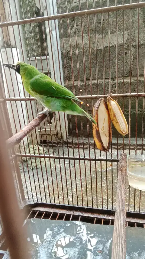 Asli BWI bawa sendiri