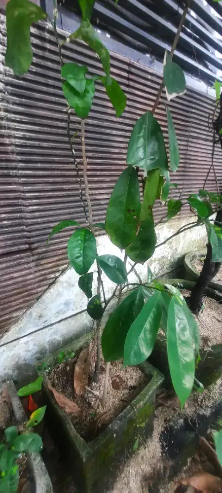 Jual bibit jeruk ponkam mandarin super manis