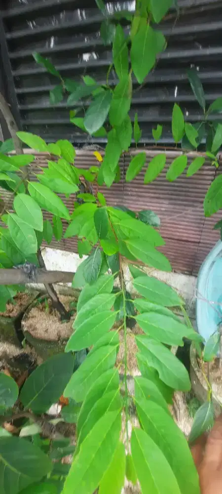 Jual bibit srikaya super manis