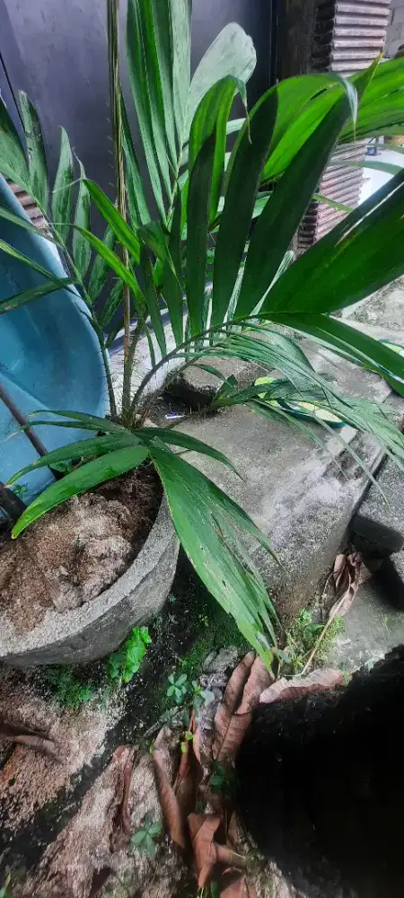 Jual bibit salak pondoh super manis