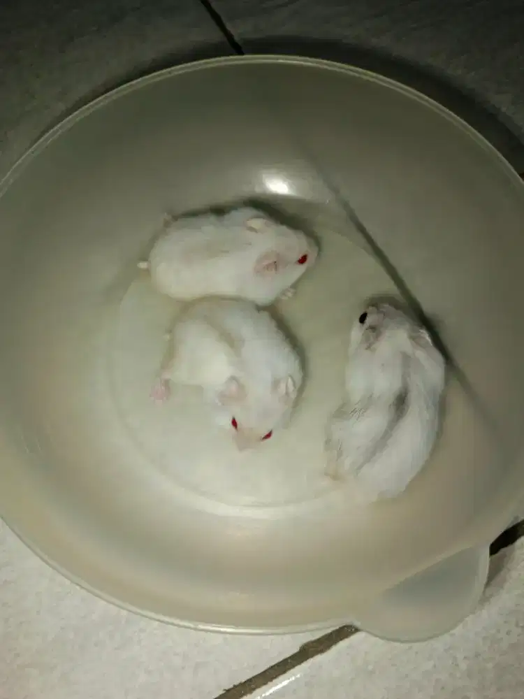 Dijual hamster winter white pearl..