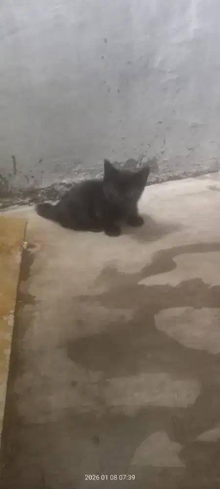 Kitten cewe lepas adopt