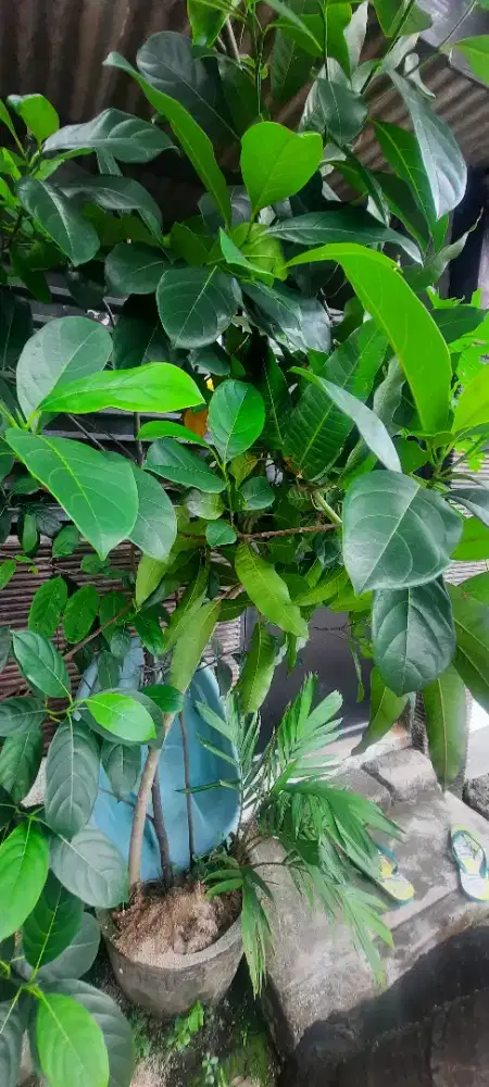 Jual bibit nangka super manis