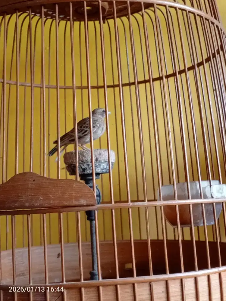 Short toed lark (sanma mini