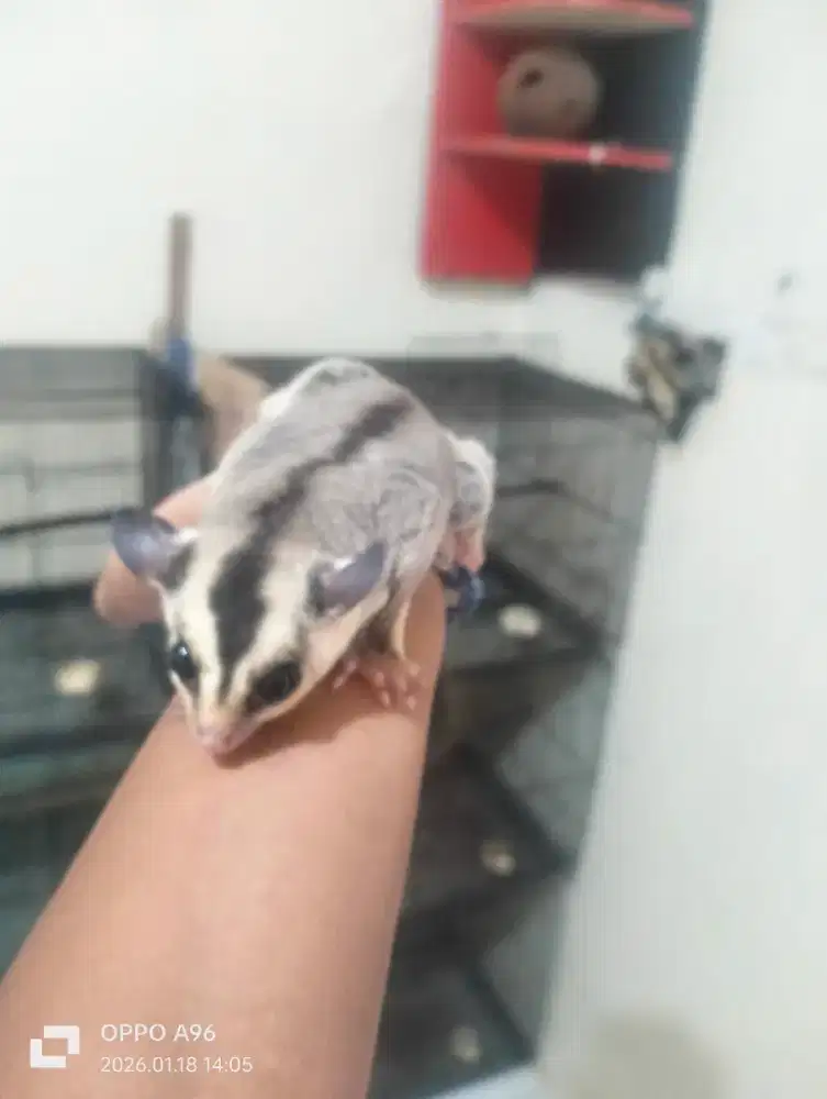 Sugar glider white face jantan