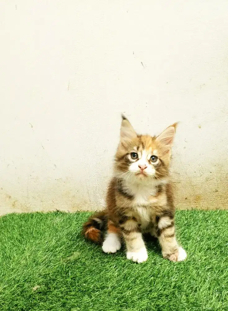 Kitten mainecoon betina pure bkn mix. Induk ped Cfa Maine coon