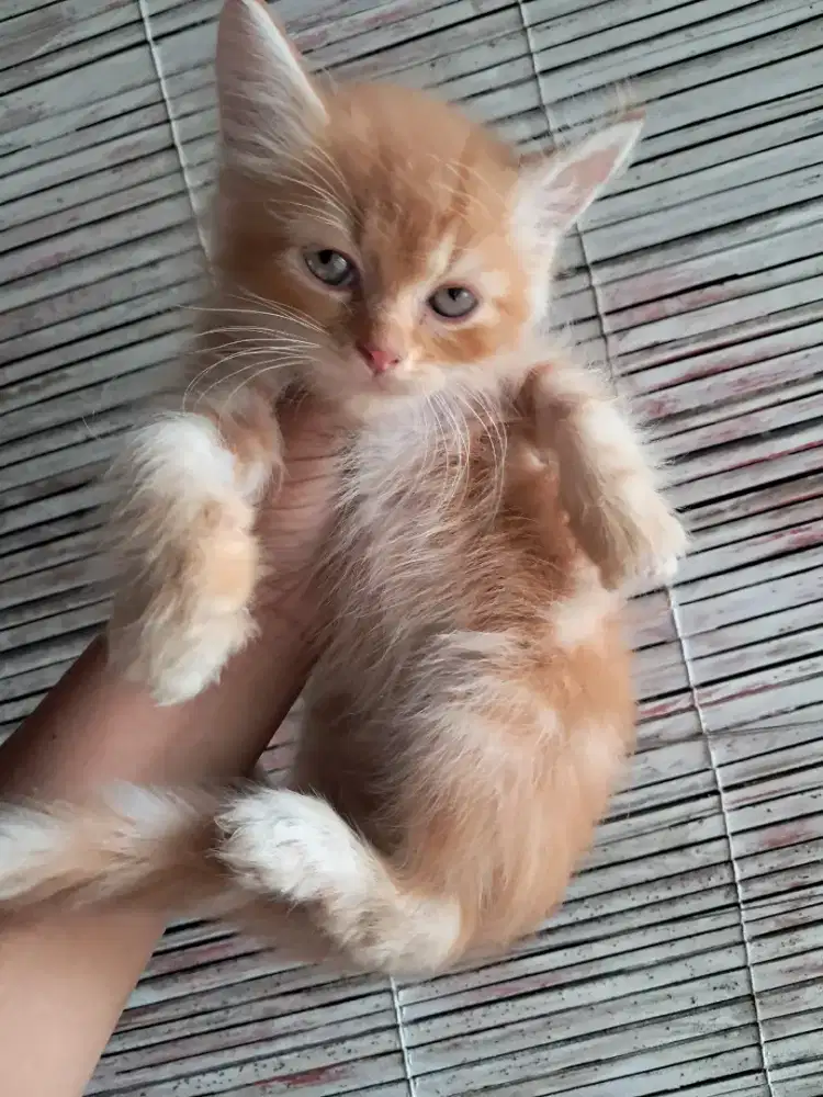 Kucing persia umur 2bulan