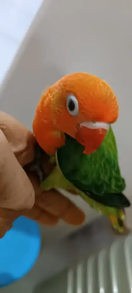 Anakan LB biola green