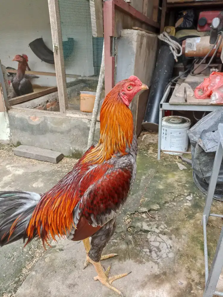 ayam kampung campuran bangkok