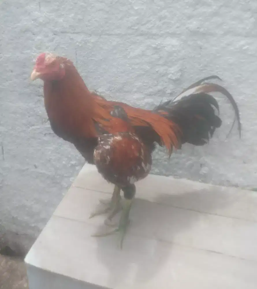 Ayam Bangkok classic