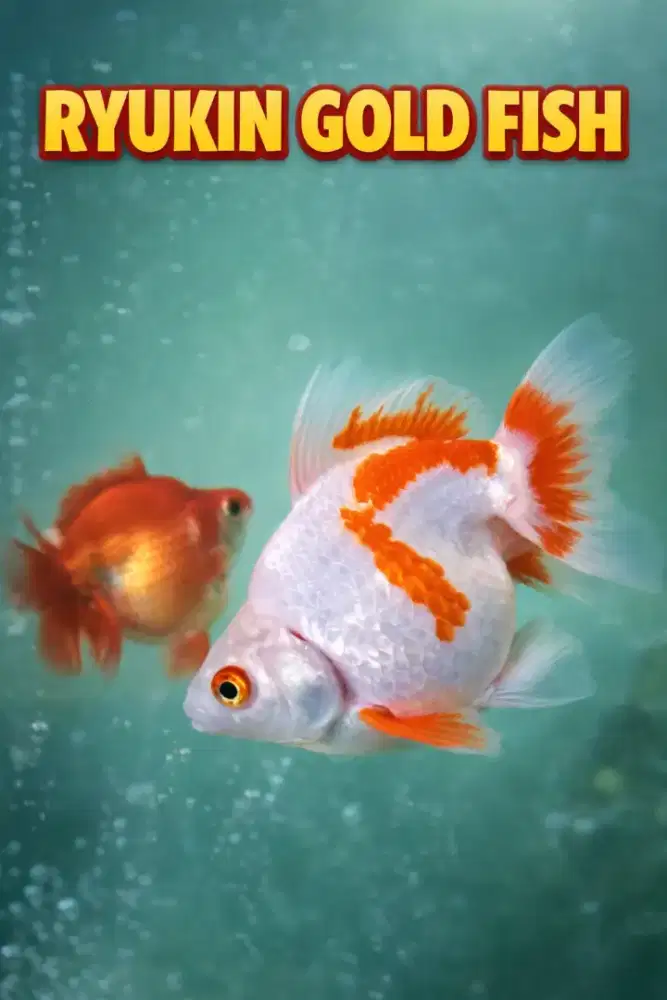 Ikan goldfish maskoki