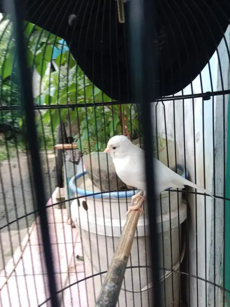 Kenari betina putih