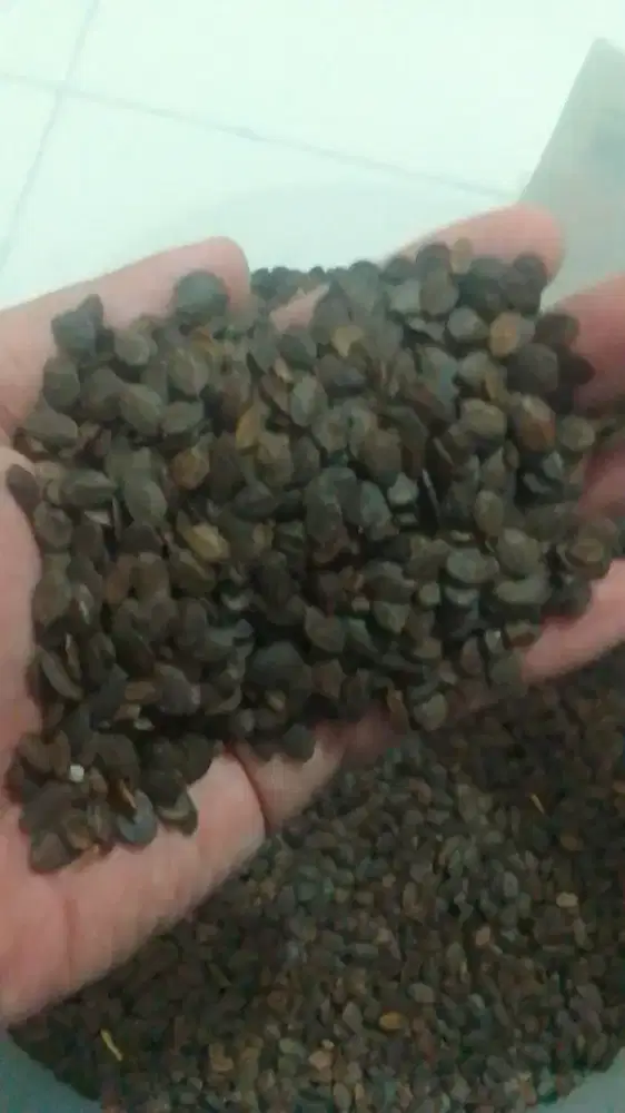 Biji Kaliandra Merah - Min 10 kg