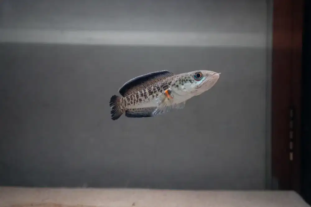 Channa Auranti Good Quality