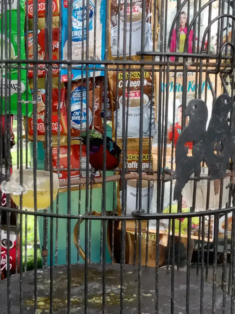 Konin gacor full nembak