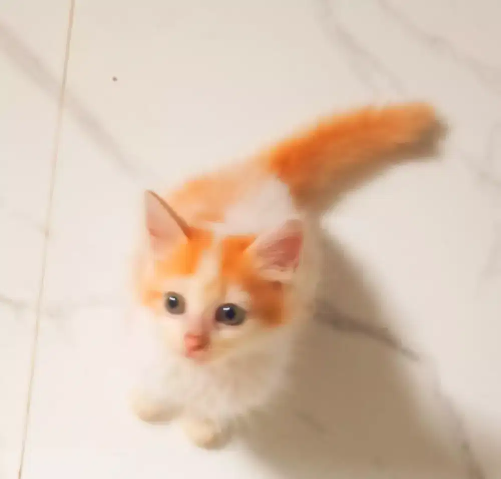 Kitten 2 mix persmed longhair aktif rampus negoin