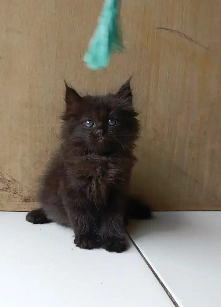 Kitten Norwegian (male)