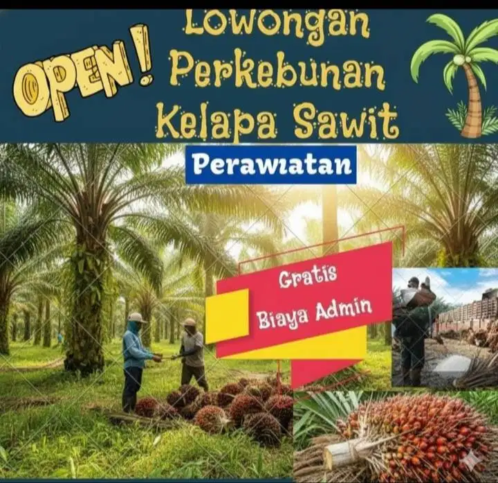 Loker perkebunan kelapa sawit