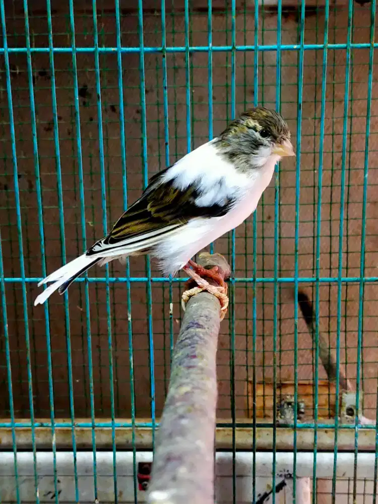 Burung kenari lokal super betina siapan