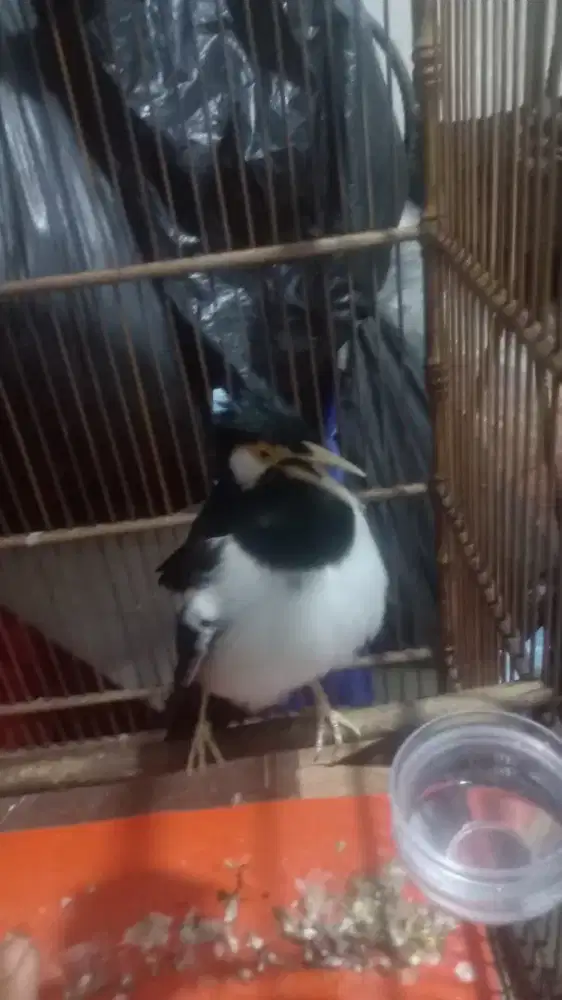 Jalak suren gacorr dorr