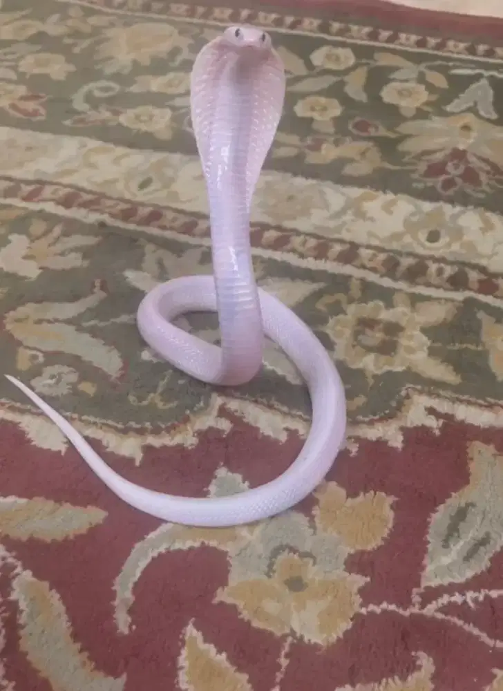 ular albino cobra anakan