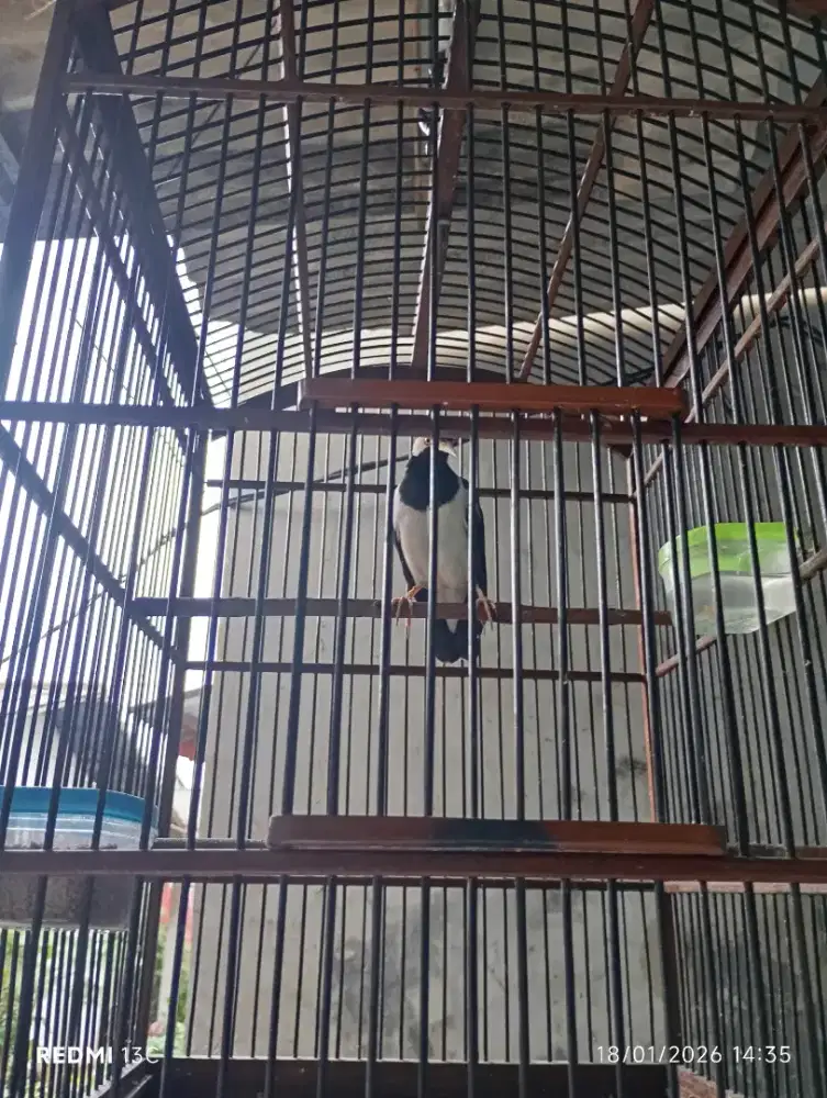 Dijual burung jalak suren