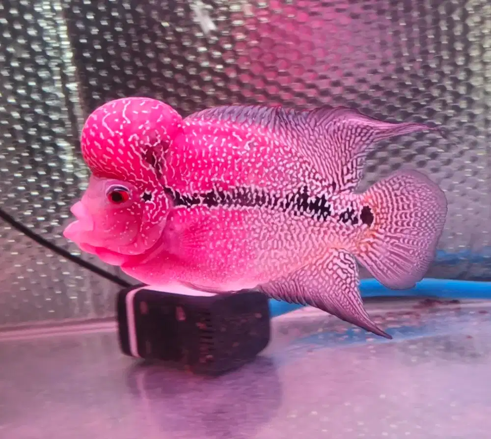 Louhan Koleksi mewah