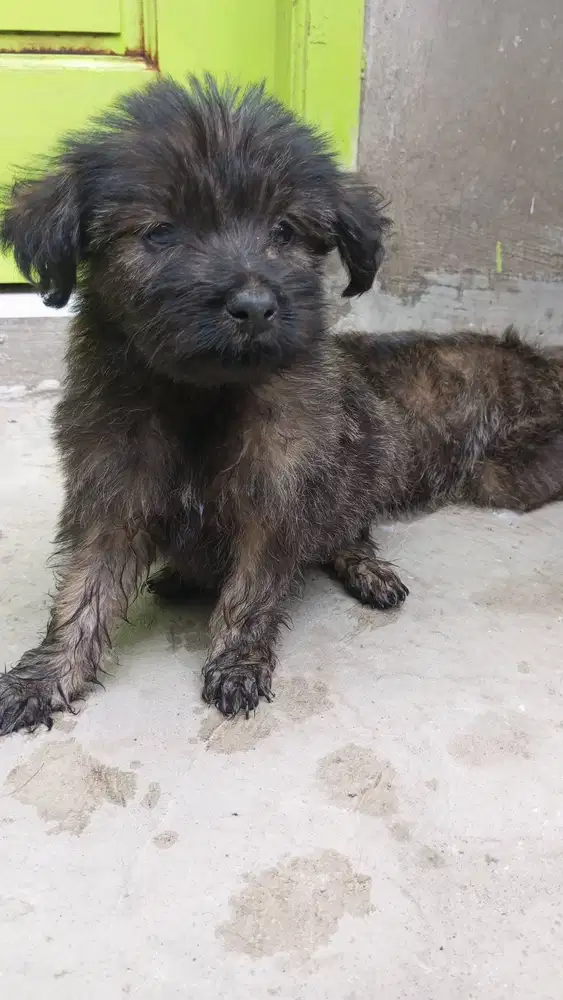 Semi hibah anakan anjing maltese mix jantan