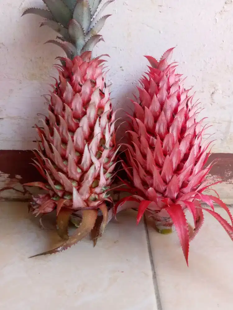 Buah nanas muda merah