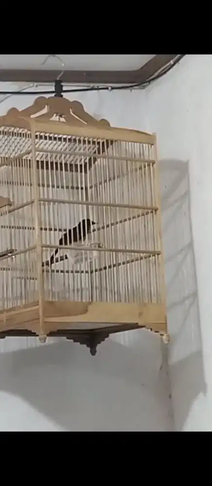 Burung Murai Medan Trotol 1000% jantan. Ring Peternak. Video ada