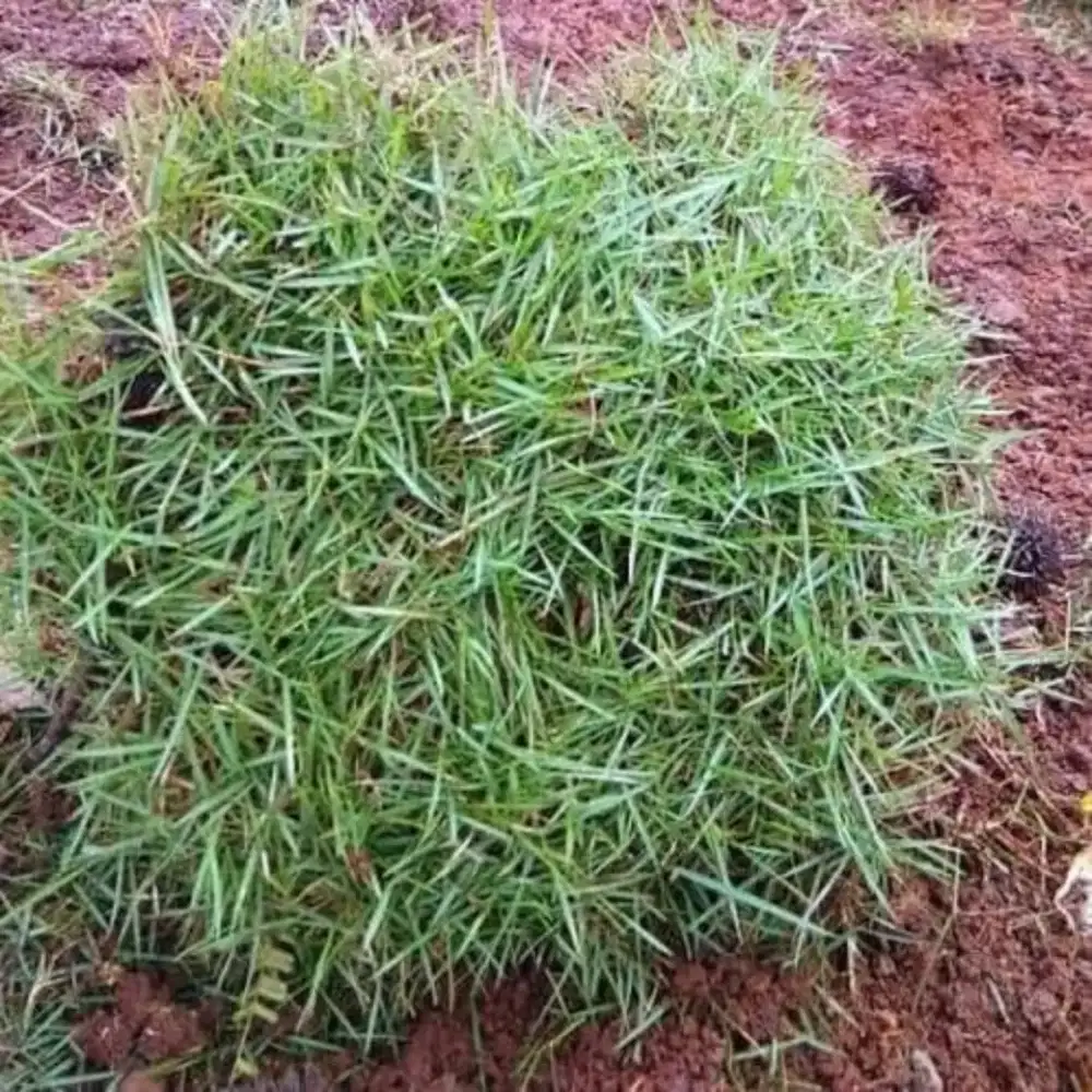 Jual rumput jepang / peking