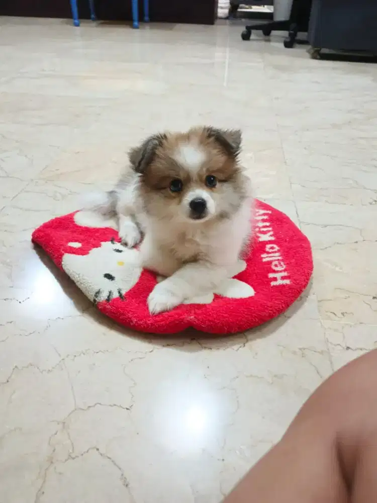 Puppy Shihtzu mix pom