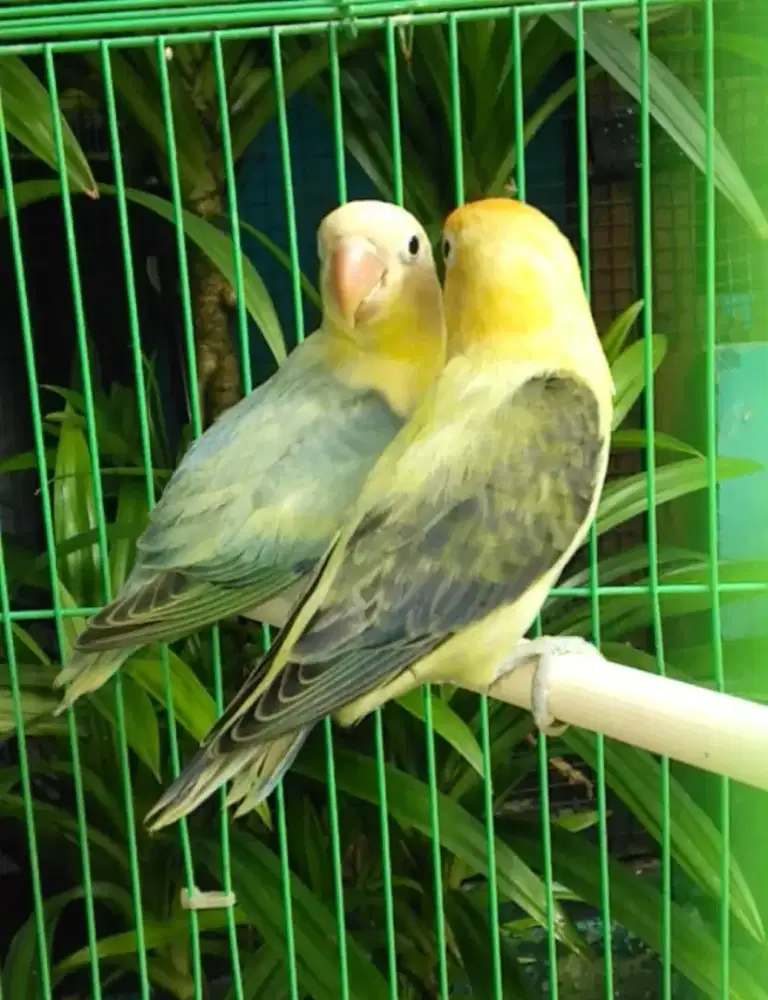 Burung Lovebird