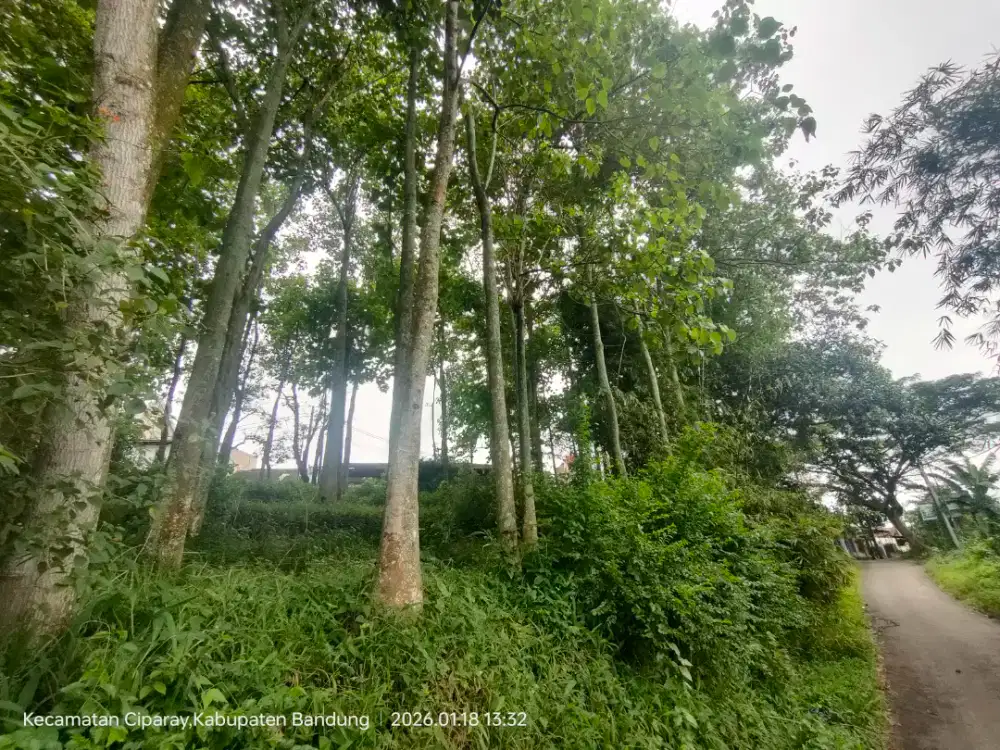 Dijual tanah  7 tumbak bonus pohon jati