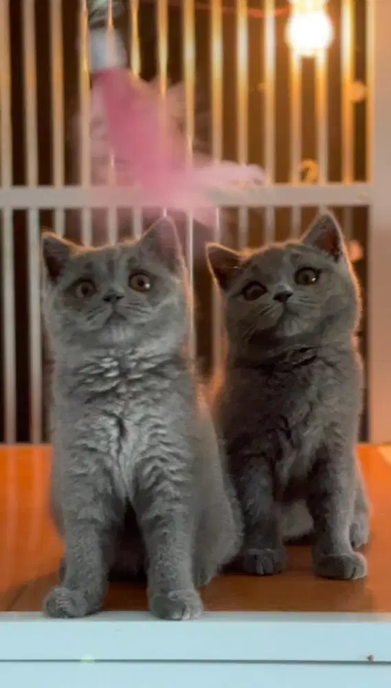 Kitten britishshorthair pure (BSH)